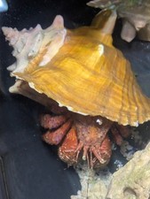 Giant Hermit Crab-WYSIWYG picture