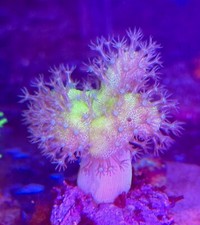 live coral Devil's Hand Leather with Green Tips. Soft corals by 