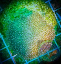 SAF~ Large Toadstool Leather Coral Frag,  “WYSIWYG” Soft, Coral Colony, SPS picture