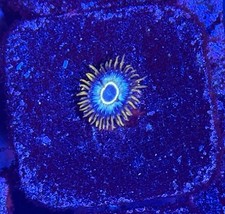 RFU Luminis Hornet picture