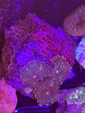WYSIWYG Ricordea Yuma Mushrooms XL picture