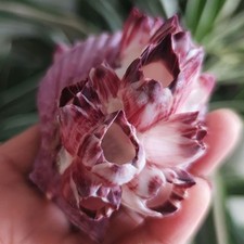 9cm Natural Seashell Conch Scallop Barnacle Aquarium Tank Decor Mediterranean picture