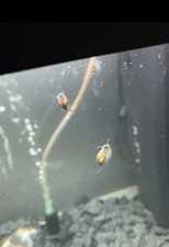 20 LIVE Bladder Snails Freshwater Cleanup Crew Algae Eaters Aquarium picture