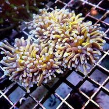 Aussie Gold Torch 2 Polyp - WYSIWYG picture