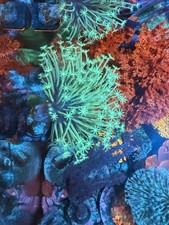 Japanese Neon green Weeping Willow Toadstool Leather Rare Soft Coral WYSWYG picture