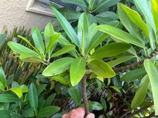 ***3 branching mangrove  Trees **AQUARIUM PLANTS*salt or fresh water roots* picture