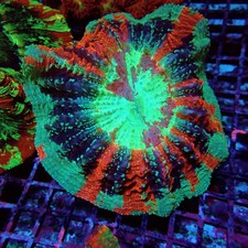WYSIWYG - Acanthophyllia Premium picture