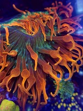 Sang Lee CSB Anemone 3-5”-WYSIWYG-Colorado Sunburst Anemone-LIVE CORAL-ZOA-LPS picture