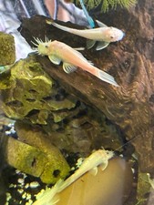 Snow White Bristlenose Pleco COMING SOON/SELECT BLOODLINES/AWAITING FIRST SPAWN picture