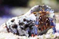 500 PACK Blue Leg Hermit Crab - WHOLESALE - CUC picture