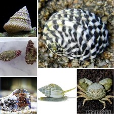 180 Gallon Mixed Saltwater Reef Clean Up Crew Pack Snail Crab Algae Eater CUC picture