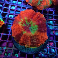 WYSIWYG - Acanthophyllia Premium picture