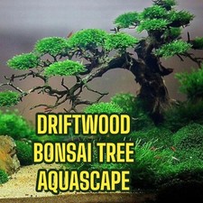 Driftwood Bonsai Tree – 11 Styles for Freshwater Aquarium & Terrarium Decor picture