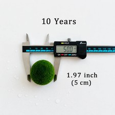 Marimo Moss Balls 10 Year 5.0-5.5cm Wholesale Discounted Price Bulk Sell picture