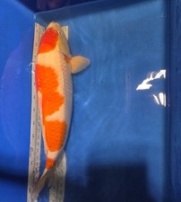HQ Imported Japanese JUMBO SAKAI KOHAKU 24