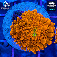 WYSIWYG Neon Orange Yuma Bounce Mushroom Ricordea Yuma Live Coral Reef STA017M picture