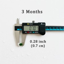 Marimo Moss Balls For Aquarium 3 Month 0.5-0.8cm  Wholesale Discounted Price picture