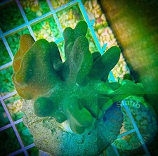 SAF~ Large Finger Leather Coral Frag,  “WYSIWYG” Soft, Coral Colony Toadstool picture