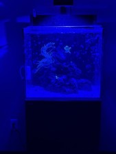 Bulk Reef Supply Marine Live Rock, Beginner Friendly, 4 Stage Value Plus 75 GPD picture