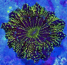 WYSIWYG - Acanthophyllia Galaxy Premium picture