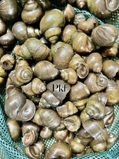 400 Lot Japanese Trapdoor snails algae eaters for koi pond garden pkf picture