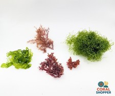 Premium 5-Species Macroalgae Pack - Live Chaeto, Ulva, Gracilaria Refugium picture