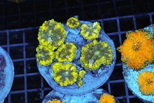 Green Ricordea Mushroom Colony WYSIWYG - SAQ Coral Farm picture