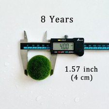 Marimo Moss Balls 8 Year 4.0-4.5cm Wholesale Discounted Price Bulk Sell picture