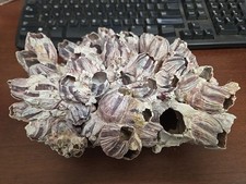 PURPLE BARNACLE CORAL CLUSTER SEA SHELL REEFTANK AQUARIUM DECOR picture