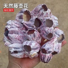 Natural Seashell Conch Starfish Barnacle 4 -12cm 250g Random Aquarium Decor picture