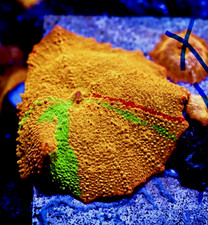 Andre’s Ultimate Jawbreaker Mushroom Coral live soft leather coral wysiwyg picture