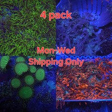 Soft Corals Pack + Anemone: BTA, Green Star Polyps, Nuclear Paly & Leather picture