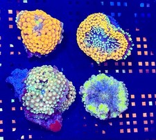 Pack Of 4 Ricordea Mushroom Coral picture