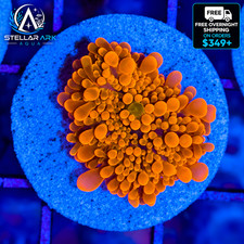 WYSIWYG Neon Orange Yuma Bounce Mushroom Ricordea Yuma Live Coral Reef STA014M picture