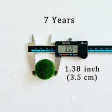 Marimo Moss Balls 7 Year 3.0-3.5cm Wholesale Discounted Price Bulk Sell picture
