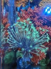 Japanese Neon green Weeping Willow Toadstool Leather Rare Soft Coral WYSWYG picture
