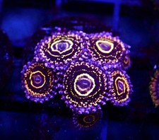 DIYreefer Live Coral WYSIWYG Stratosphere Zoa 6 Polyp Frag Aquaculture picture