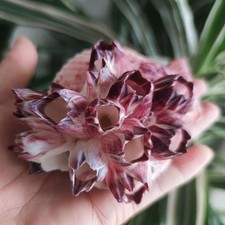 9cm Natural Seashell Conch Scallop Barnacle Aquarium Tank Decor Mediterranean picture