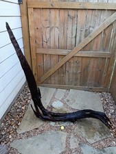 XL Natural Sinking Driftwood for Aquarium picture