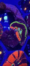 WYSIWYG ULTRA RARE 2 Head Master Scoly Double Polyp High End Rainbow LPS Coral picture