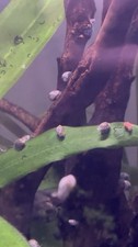15 LIVE BLADDER SNAILS – CLEANUP CREW – ALGAE EATERS – FAST SHIPPING picture