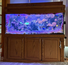 185-Gallon Complete Reef Aquarium- fish, Coral, Lights, Stand & Equipment picture