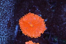 Magma Ricordea Yuma Mushroom Coral - SAQ Coral Farm picture