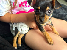 Chihuahua Small Dog Outfit Clothing Costume (As Shown) picture