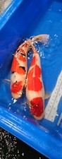 HQ Imported Japanese JUMBO SAKAI Sanke #2 - 24