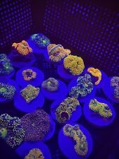 10 Pack Rainbow Ricordea Florida Multicolor Mushroom Soft Live Coral Ultra Frag picture