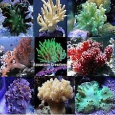 Live 3 Soft Pack Mixed Leather Corals Frags picture