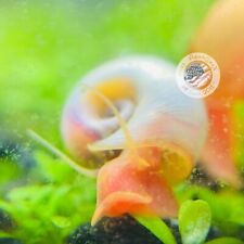 10 PINK RAMSHORN LIVE SNAIL MIXED SIZE  FRESHWATER ALGAE EATER +GIFT PLANT picture