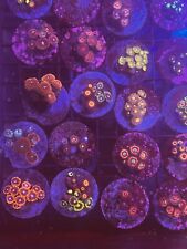 Ultimate Coral Pack 10 Frags Easy, Polyps, Leathers, Zoanthids, Beginner, start picture