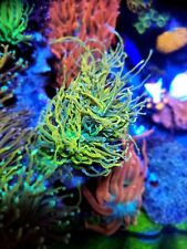holy grail torch coral wysiwyg  picture